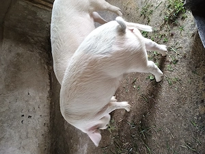 Vând 2 soldani foarte frumoasi  - imagine 3