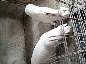 Vând 2 soldani foarte frumoasi  - imagine 2