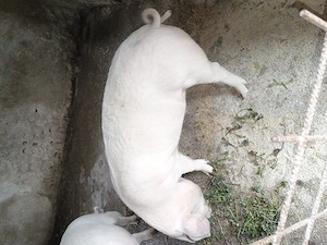 Vând 2 soldani foarte frumoasi  - imagine 4