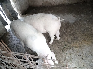 Vând 2 soldani foarte frumoasi 