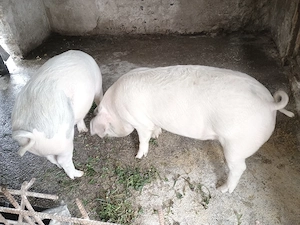 Vând 2 soldani foarte frumoasi  - imagine 5