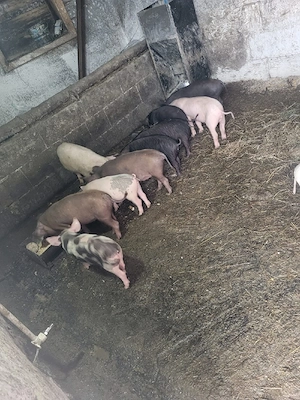 purcei și șoldani - imagine 2