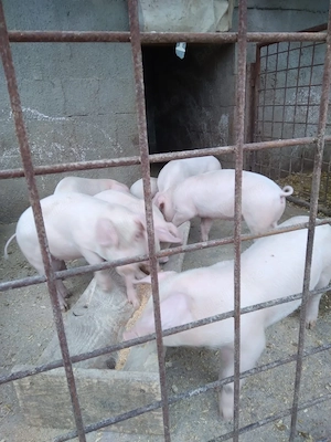 Purcei de 8 saptamani - imagine 4