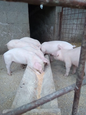 Purcei de 8 saptamani - imagine 2