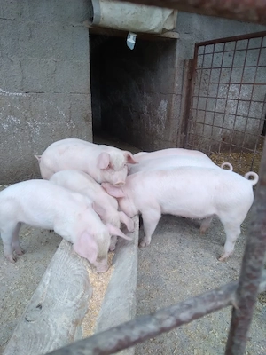 Purcei de 8 saptamani