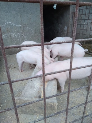 Purcei de 8 saptamani - imagine 3