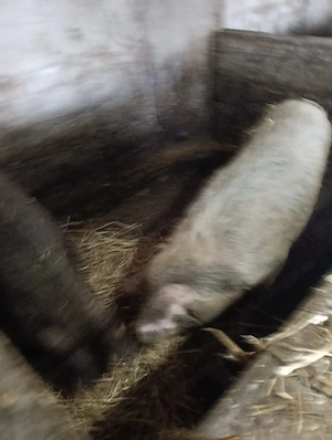 Dau frumuseți sănătoși mancaciosii crescuți bio rasele managalita duroc marele alb pietrean 