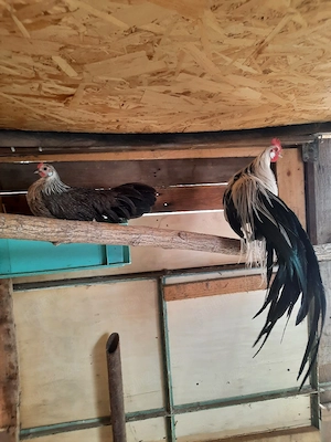 Pereche gainuse Phoenix 2025