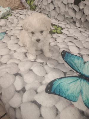 Cățelușa de vânzare,6saptamani,nevaccinata, fetița.bișon havanez. - imagine 3