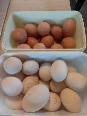 Ouă de rață si ouă de gaina 