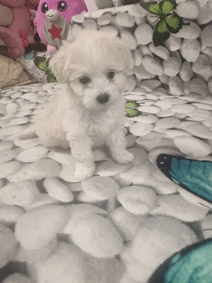 Cățelușa de vânzare,6saptamani,nevaccinata, fetița.bișon havanez.