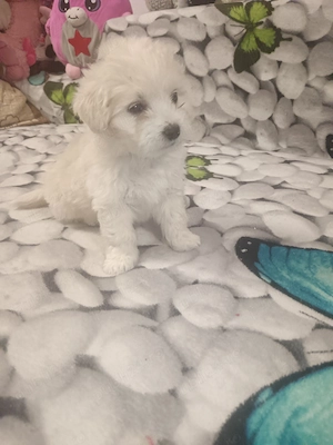 Cățelușa de vânzare,6saptamani,nevaccinata, fetița.bișon havanez. - imagine 2