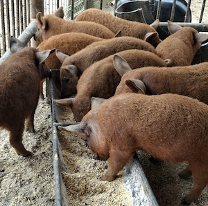 Purcei Mangalița Autentic