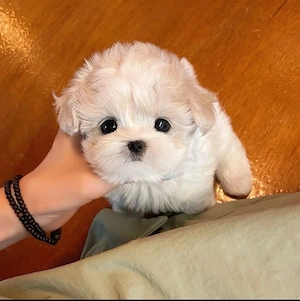 Bichon Maltez Mini Toy  - imagine 3