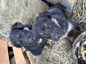 Vand pui catei ciobanesc german