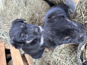 Vand pui catei ciobanesc german - imagine 2