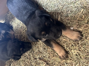 Vand pui catei ciobanesc german - imagine 4