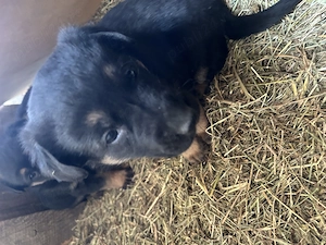 Vand pui catei ciobanesc german - imagine 5