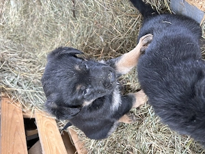 Vand pui catei ciobanesc german - imagine 3