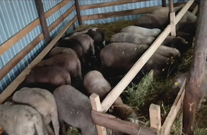 Vând miei pentru sacrificat  - imagine 2