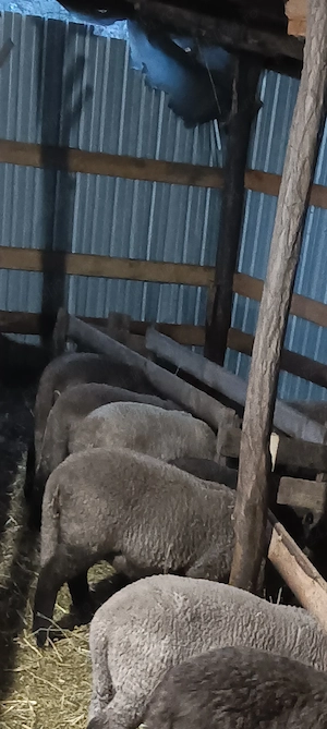 Vând miei pentru sacrificat  - imagine 3