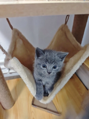 Pisoi british shorthair  - imagine 2