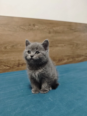 Pisoi british shorthair 
