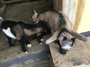 Vânzare caprine - imagine 4