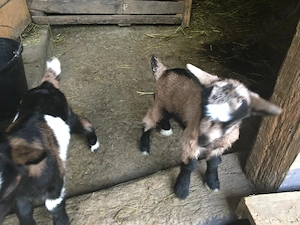 Vânzare caprine - imagine 5