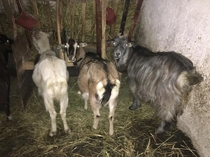 Vânzare caprine - imagine 2