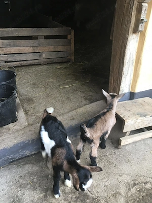 Vânzare caprine - imagine 3