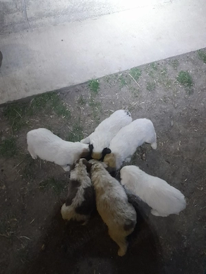 donez cățelușii ciobănești 