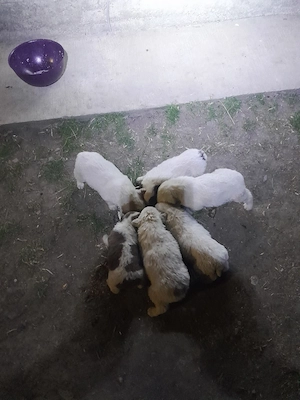 donez cățelușii ciobănești  - imagine 2