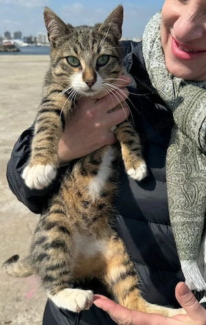 Metis British Shorthair pui - imagine 3