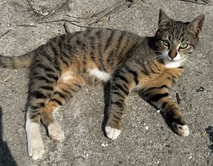 Metis British Shorthair pui - imagine 2