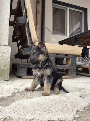  Pui Ciobănesc German   Calitate superioară 