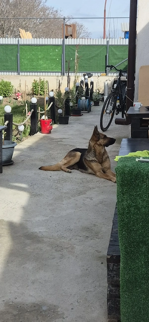  Pui Ciobănesc German   Calitate superioară 