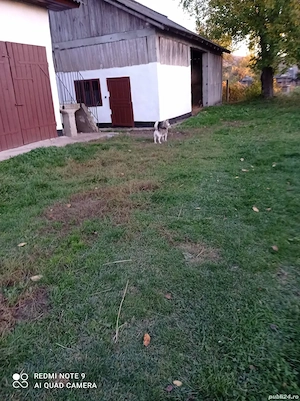 vand ferma agrozootehnica 