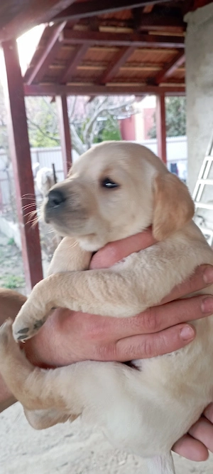 Vand Labrador Retriever 1 luna jumate - imagine 4