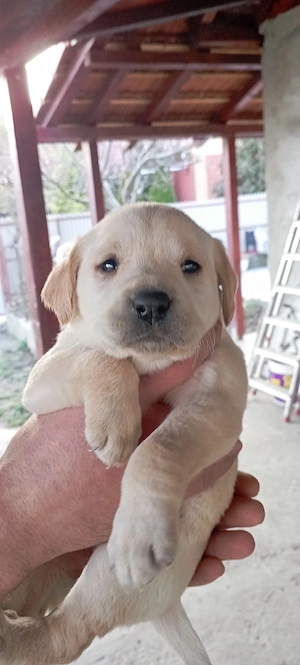 Vand Labrador Retriever 1 luna 