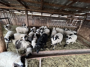 Miei de vânzare  - imagine 4