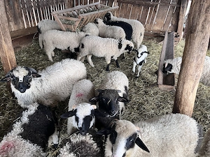 Miei de vânzare  - imagine 3