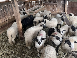 Miei de vânzare  - imagine 2