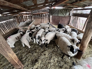 Miei de vânzare  - imagine 5