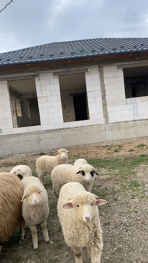 Vand miei pentru paste 