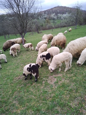 Miei de vânzare - imagine 2