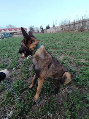 Vand Belgian malinos femela 