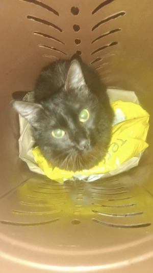 Donez pisică femelăTimișoara, de rasă, vaccină 