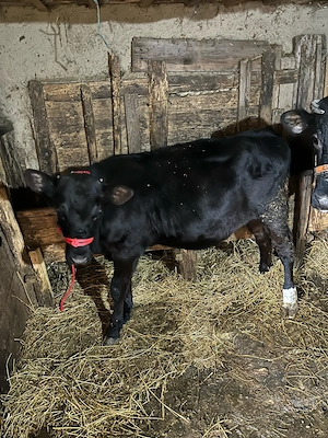 Vând vițică  - imagine 4