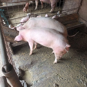 Vând porci  - imagine 2